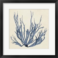 Coastal Seaweed I Framed Print