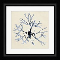 Coastal Seaweed II Fine Art Print