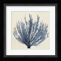 Coastal Seaweed III Fine Art Print