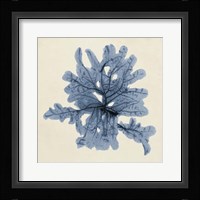 Coastal Seaweed IV Fine Art Print