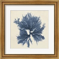 Coastal Seaweed V Fine Art Print