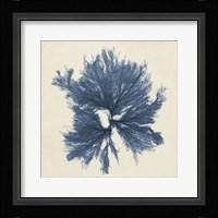Coastal Seaweed V Fine Art Print