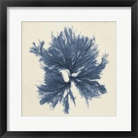 Coastal Seaweed V Fine Art Print