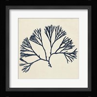 Coastal Seaweed VI Fine Art Print