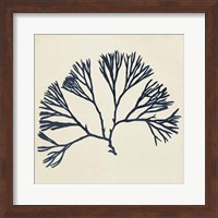 Coastal Seaweed VI Fine Art Print