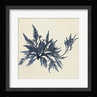 Coastal Seaweed VII Fine Art Print
