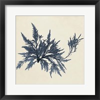 Coastal Seaweed VII Fine Art Print