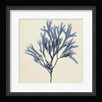 Coastal Seaweed VIII Fine Art Print