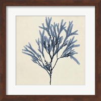 Coastal Seaweed VIII Fine Art Print