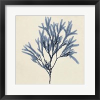 Coastal Seaweed VIII Fine Art Print