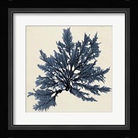 Coastal Seaweed IX Fine Art Print