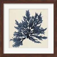 Coastal Seaweed IX Fine Art Print