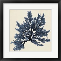 Coastal Seaweed IX Framed Print