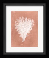 Sealife on Coral II Fine Art Print