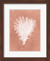 Sealife on Coral II Fine Art Print
