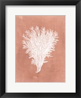 Sealife on Coral II Framed Print