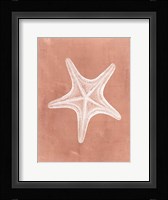 Sealife on Coral IV Fine Art Print