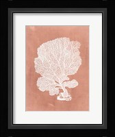 Sealife on Coral VIII Fine Art Print