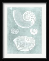 Nautilus on Spa II Fine Art Print