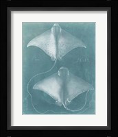 Morning Swim I Fine Art Print