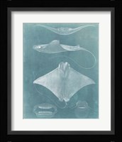 Morning Swim II Fine Art Print