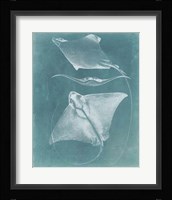 Morning Swim III Fine Art Print