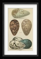 Antique Bird Egg Study I Fine Art Print