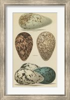 Antique Bird Egg Study I Fine Art Print