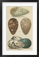 Antique Bird Egg Study I Fine Art Print