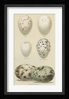 Antique Bird Egg Study II Fine Art Print
