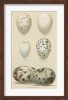 Antique Bird Egg Study II Fine Art Print