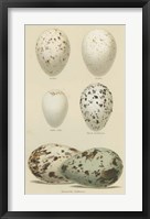 Antique Bird Egg Study II Fine Art Print