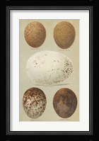 Antique Bird Egg Study III Fine Art Print