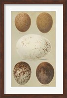 Antique Bird Egg Study III Fine Art Print