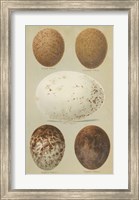 Antique Bird Egg Study III Fine Art Print