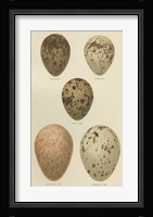Antique Bird Egg Study IV Fine Art Print