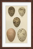 Antique Bird Egg Study IV Fine Art Print