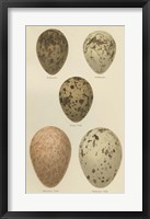 Antique Bird Egg Study IV Fine Art Print