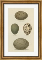 Antique Bird Egg Study V Fine Art Print