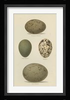 Antique Bird Egg Study V Fine Art Print