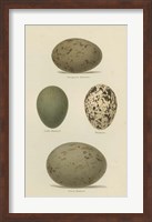 Antique Bird Egg Study V Fine Art Print