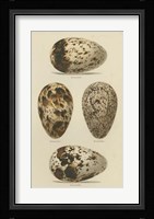 Antique Bird Egg Study VI Fine Art Print