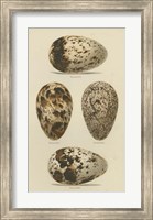 Antique Bird Egg Study VI Fine Art Print