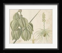 Tropical Curtis Botanical I Fine Art Print