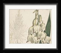 Tropical Curtis Botanical II Fine Art Print