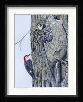 Red Bellied Woodpecker I Fine Art Print
