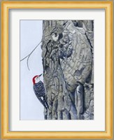 Red Bellied Woodpecker I Fine Art Print