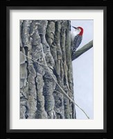 Red Bellied Woodpecker II Framed Print