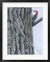 Red Bellied Woodpecker II Fine Art Print