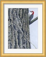 Red Bellied Woodpecker II Fine Art Print